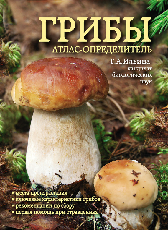 Скачать книгу про грибы