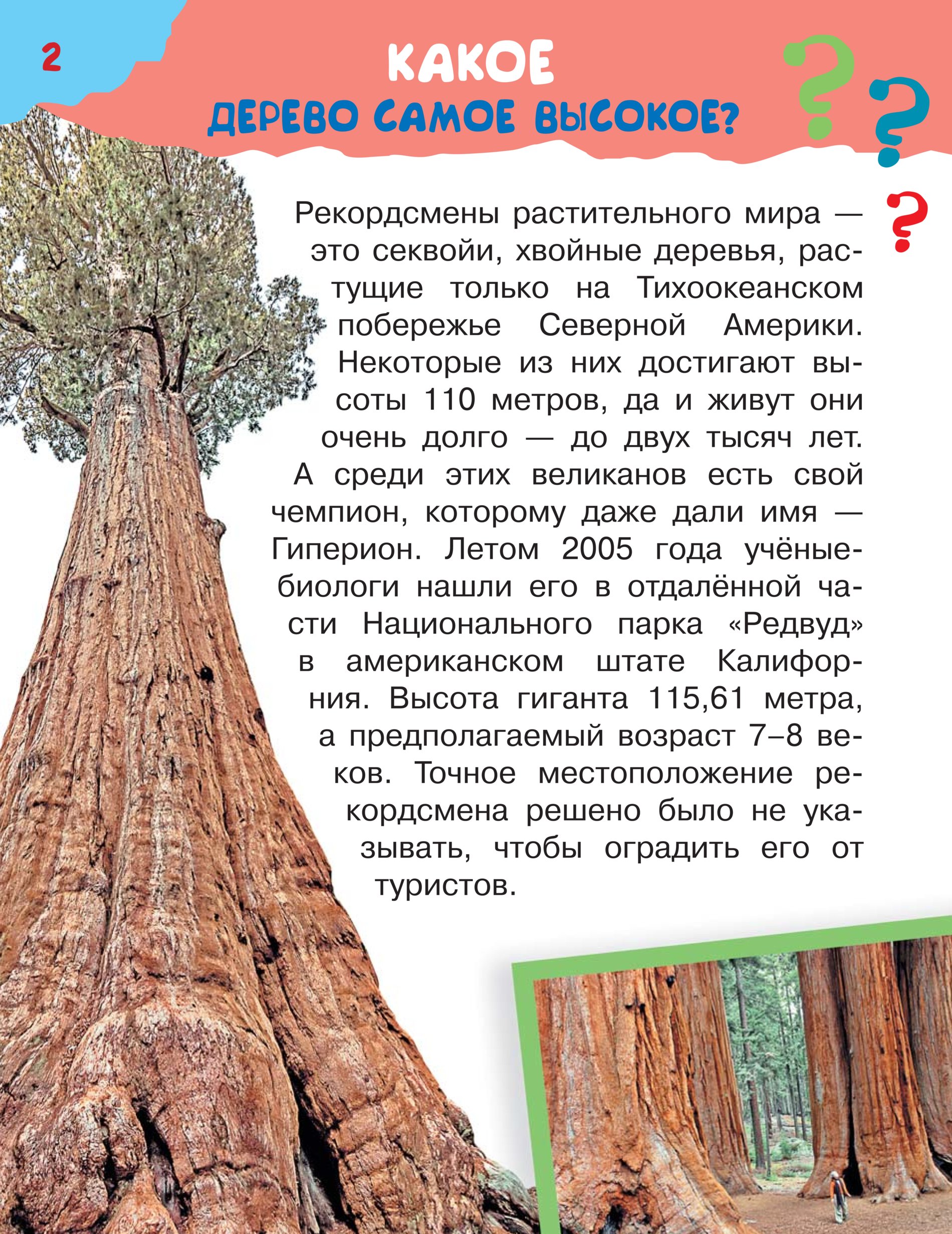 К самым большим деревьям нашей планеты относятся. Деревья рекордсмены. Секвойя дерево Продолжительность жизни. Деревья которые живут дольше всех. Деревья которые живут очень долго.
