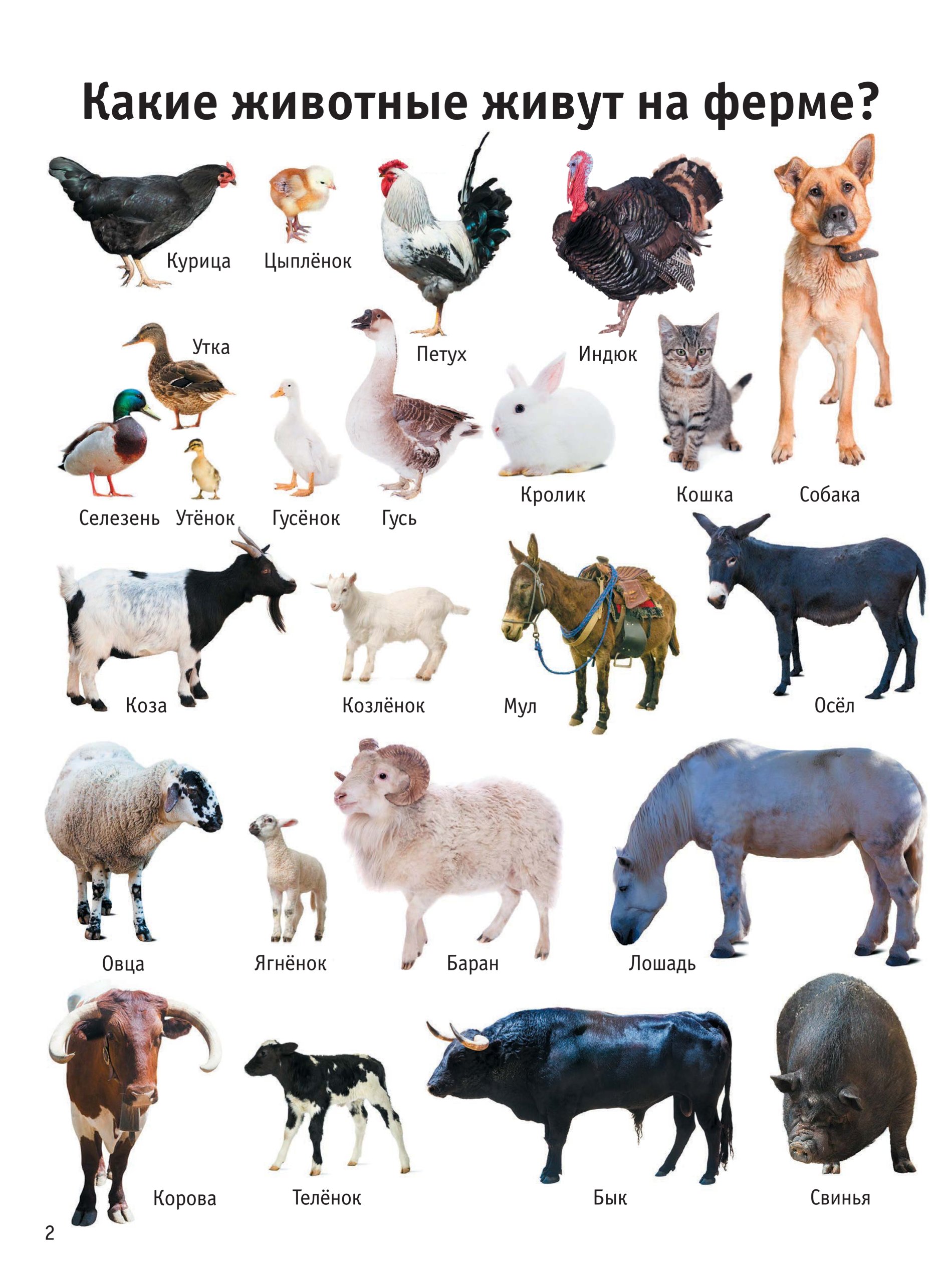 Названия кличек животных. Домашние животные. Домашние животные список. Название домашних жывотны. Названия домашних живот.