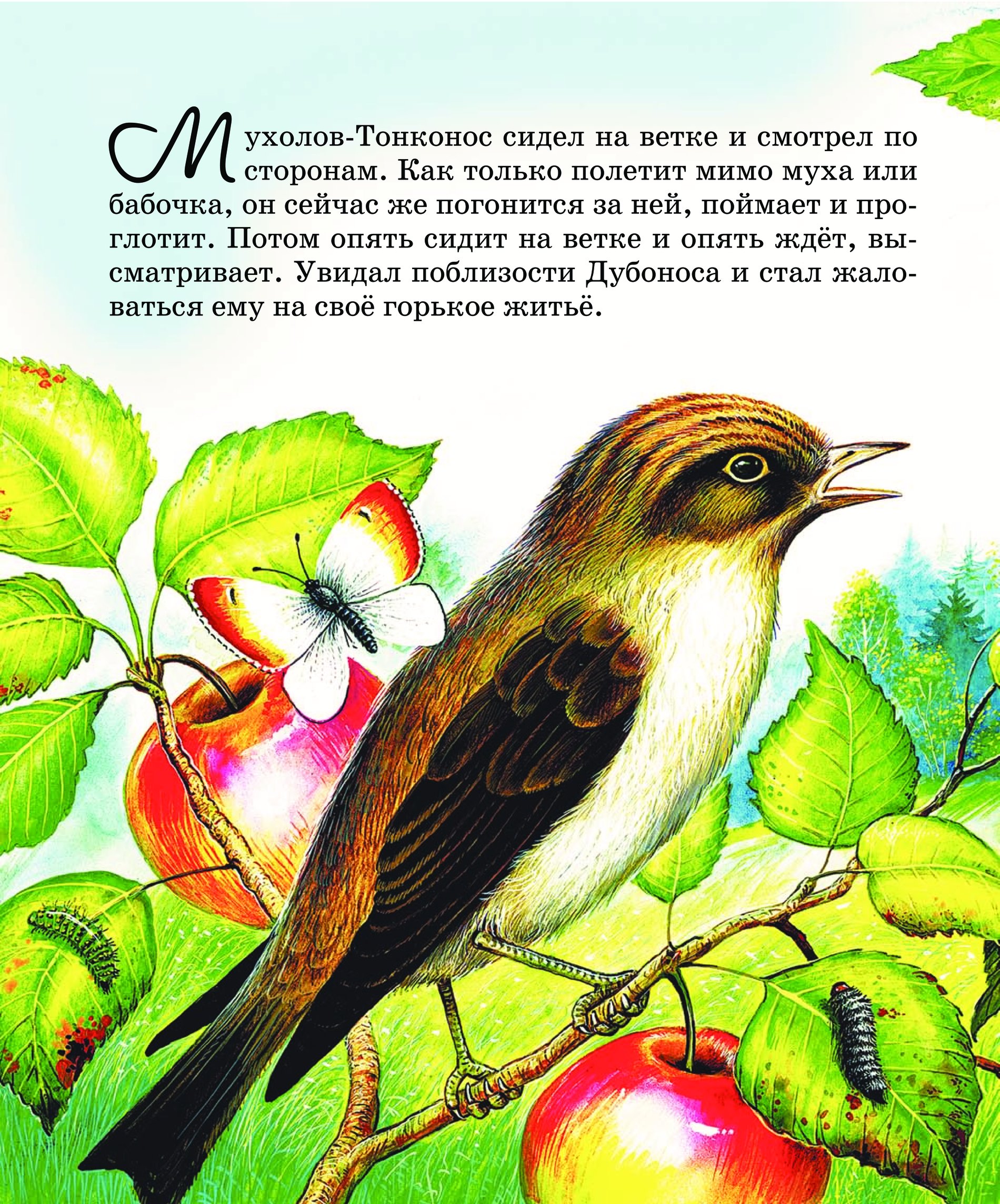Рассказ бианки чей нос лучше. Мухолов Тонконос. Мухолов Бианки. Мухолов Тонконос из Бианки. Бианки Дубонос.