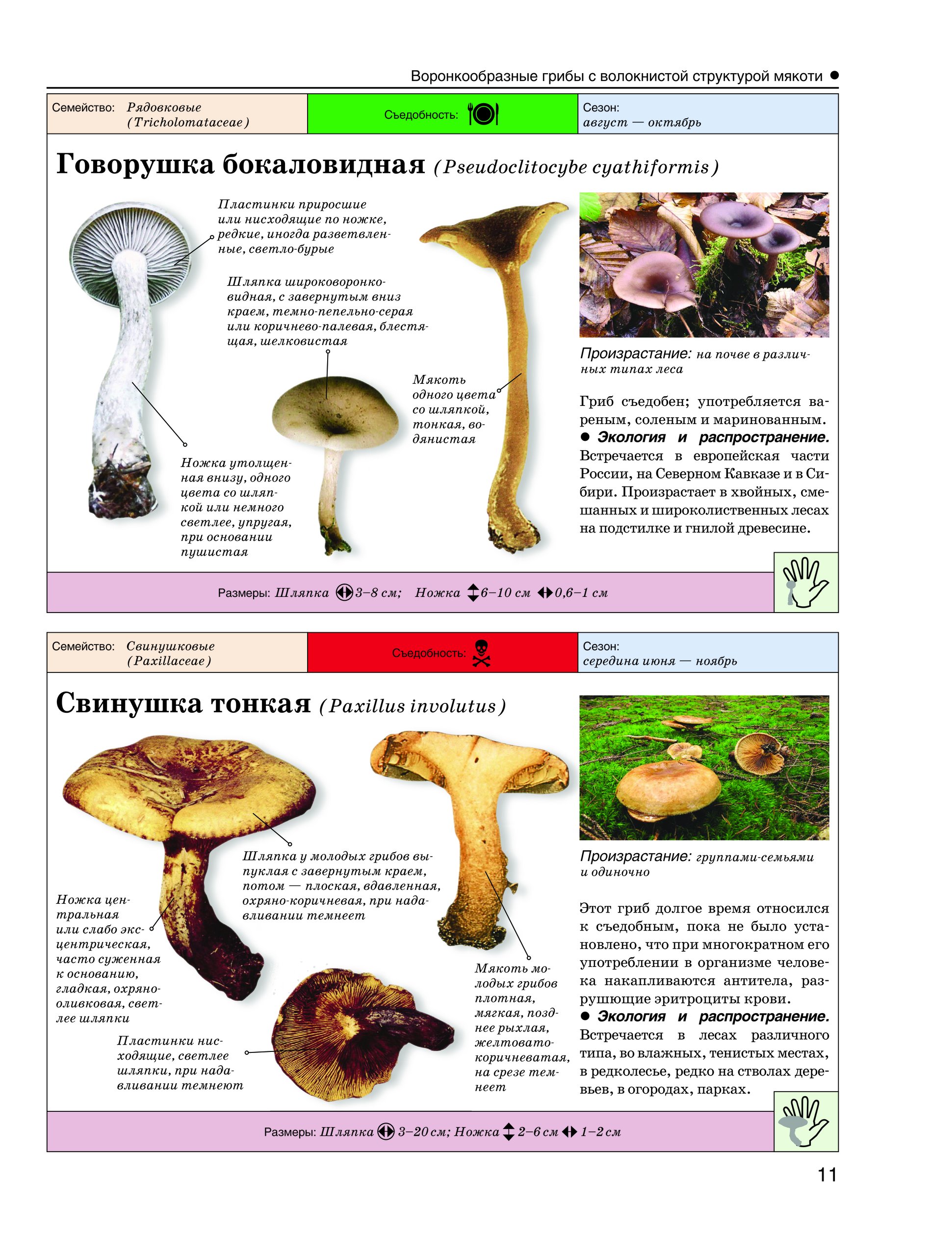 Определитель Грибов Онлайн По Фото Бесплатно Скачать