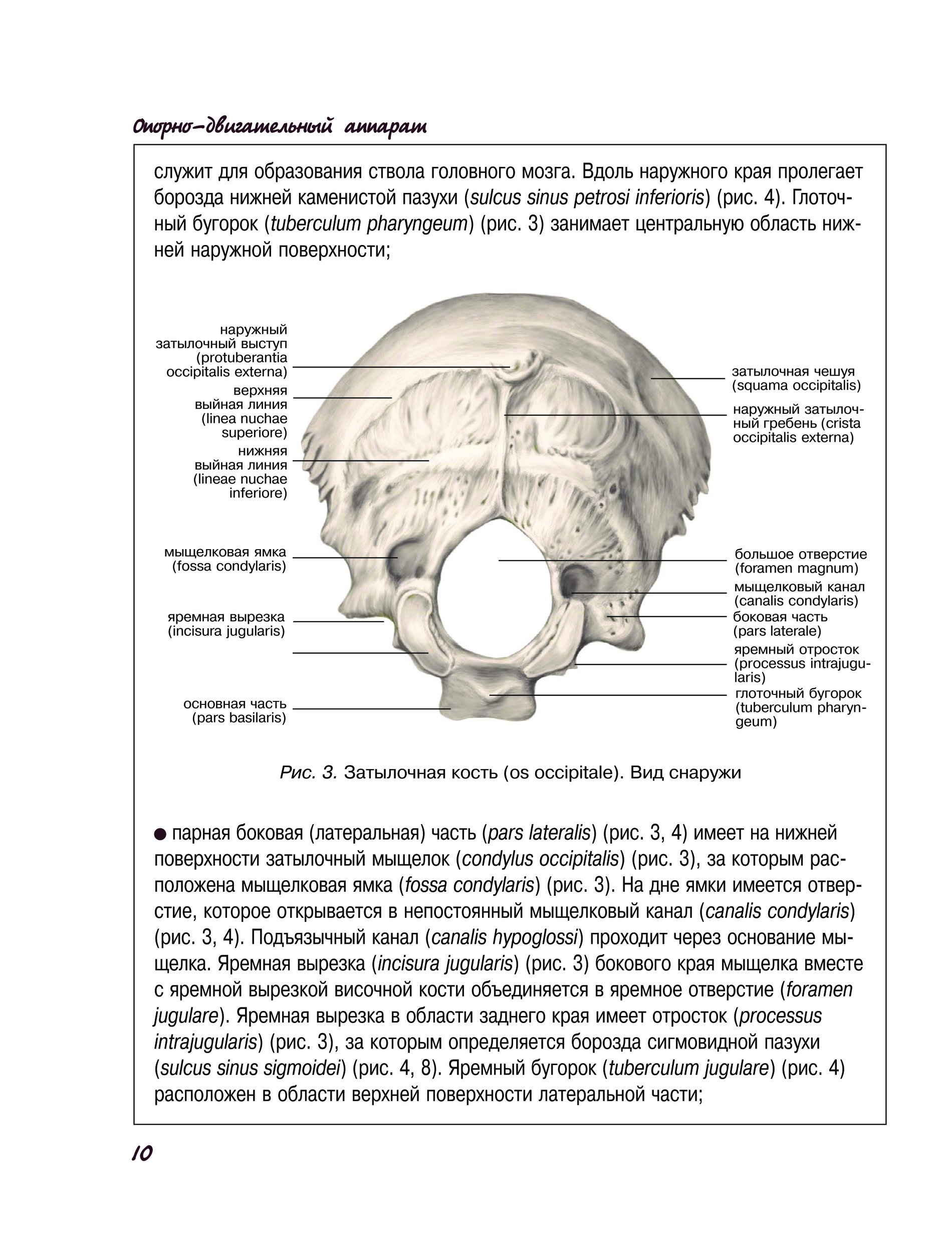 Кости основания черепа анатомия. Височная кость строение синельников. Нижняя челюсть строение на латыни. Ямка на латинском. Челюстноподъезычная линия нижней челюсти.