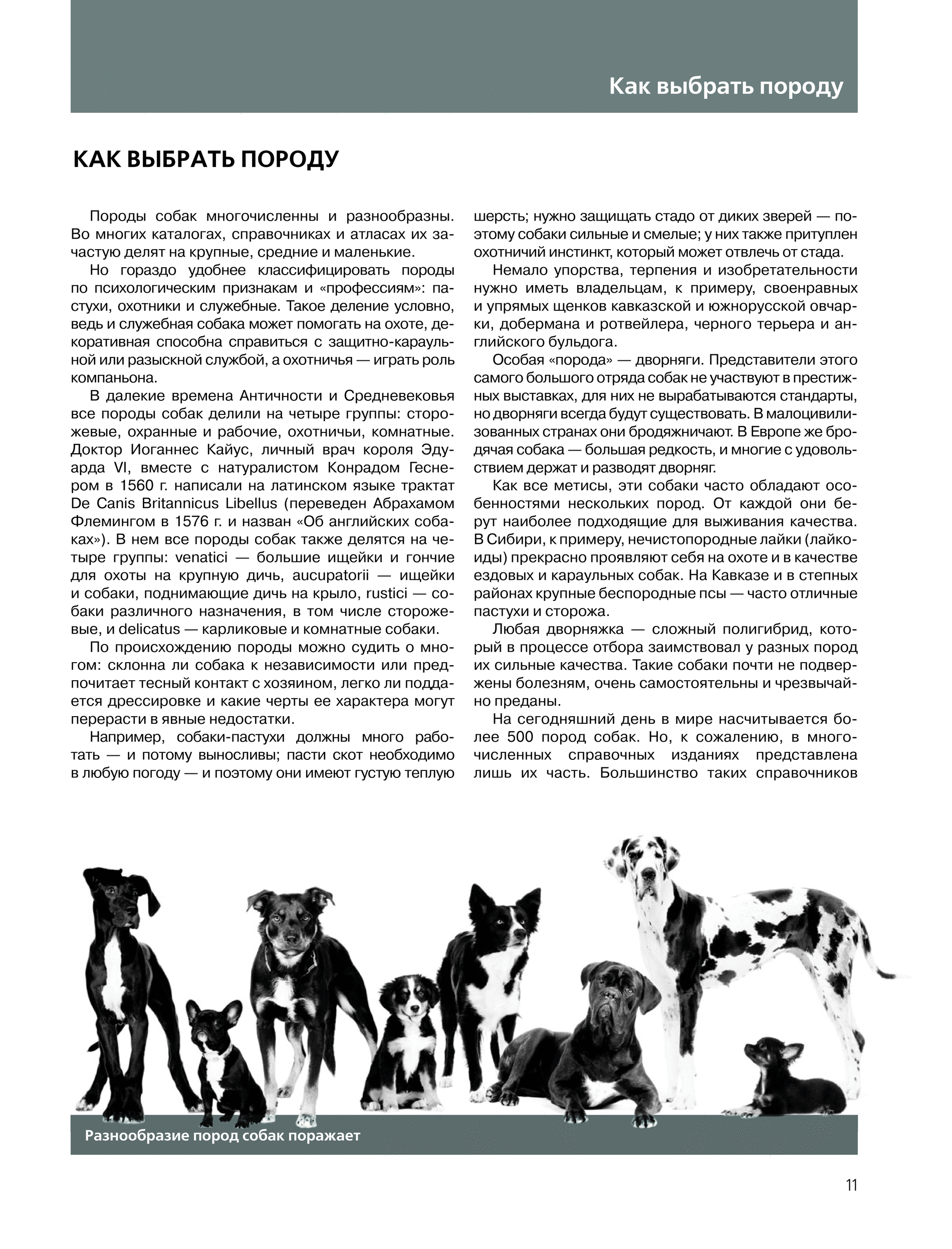 Национальность собаки. Происхождение собак. Книга породы собак.