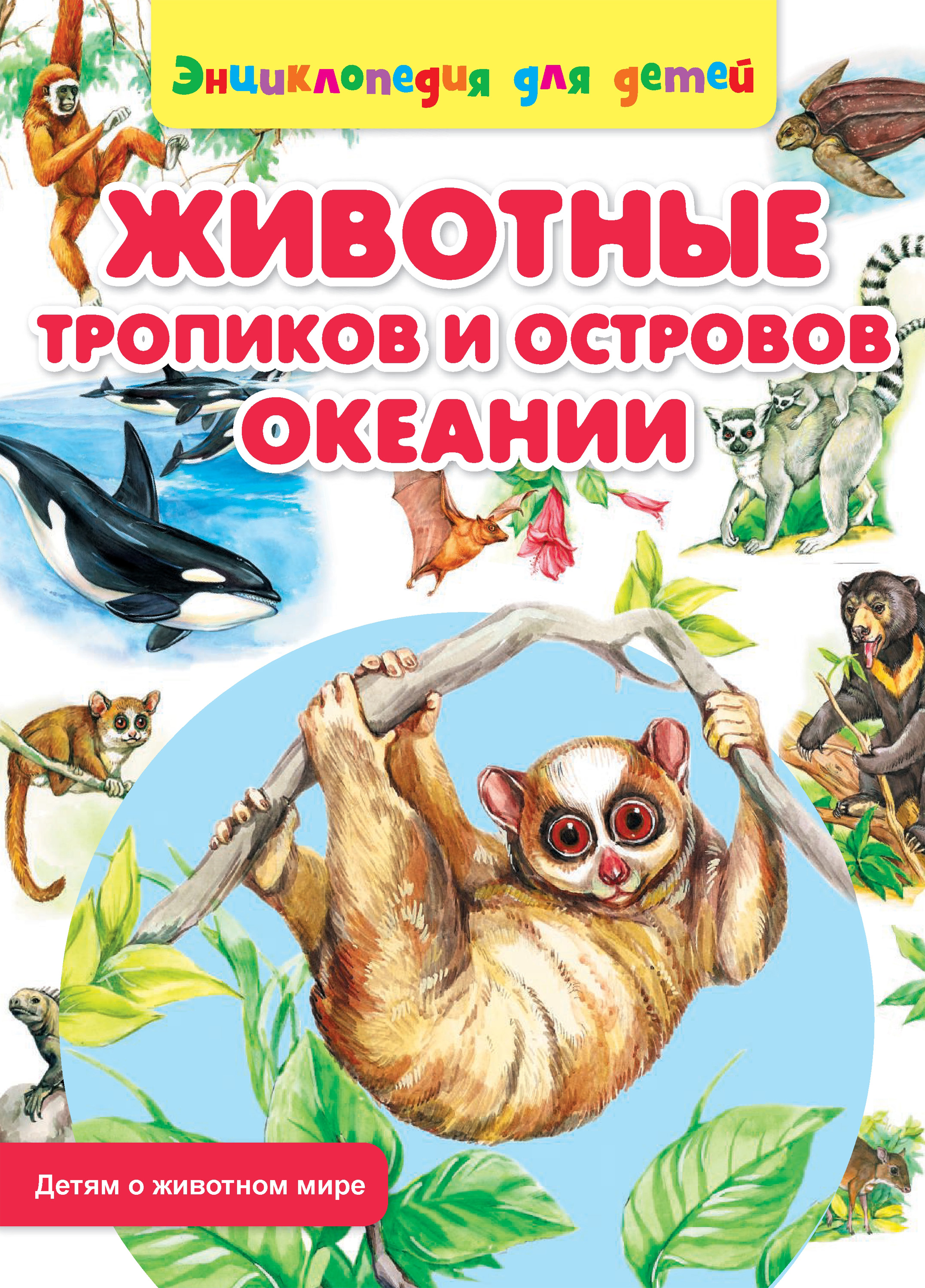 Животные тропических островов. Животные тропических островов. Животный мир тропиков. Животные тропических островов. Коста рика попугаи.
